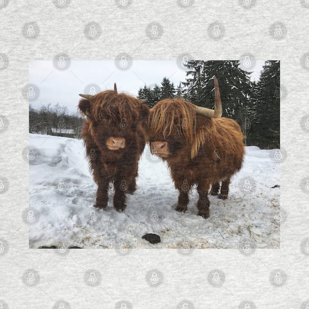 Scottish Highland Cattle Cow and Calf 1678 by SaarelaHighland